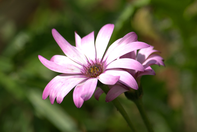 非洲雏菊花，非洲菊