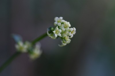马德花。
