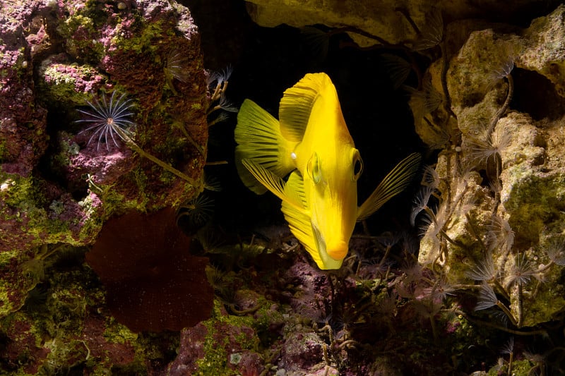 水族馆里的黄塘热带鱼