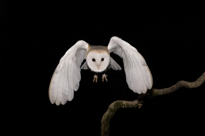 仓鸮飞行中的精彩肖像(tyto alba)