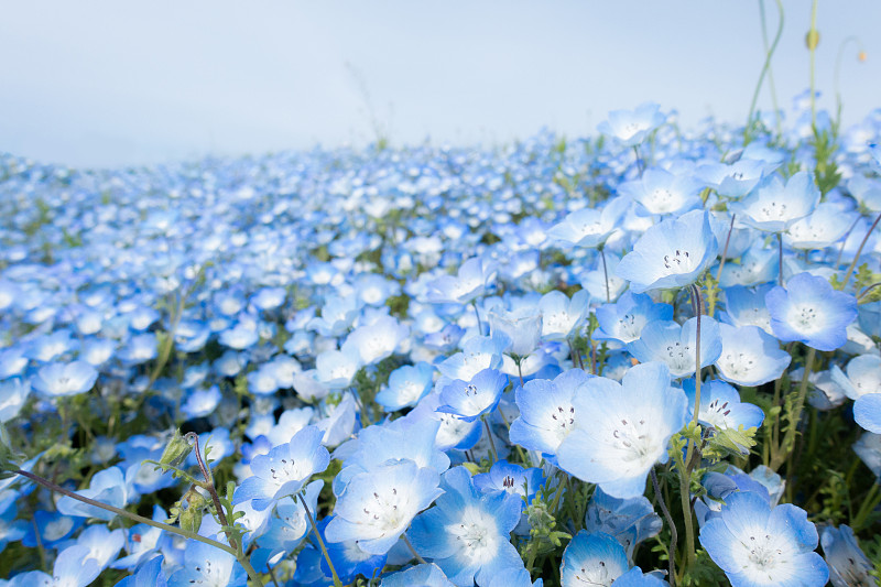 亲缘花的特写(淡蓝色眼睛)