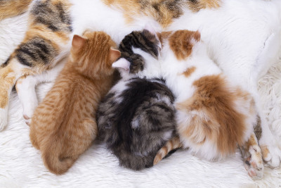 宠物动物;可爱的小猫，小猫宝宝和小猫妈妈