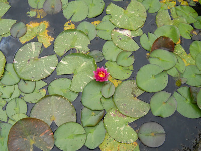 在池塘里给睡莲和植物浇水