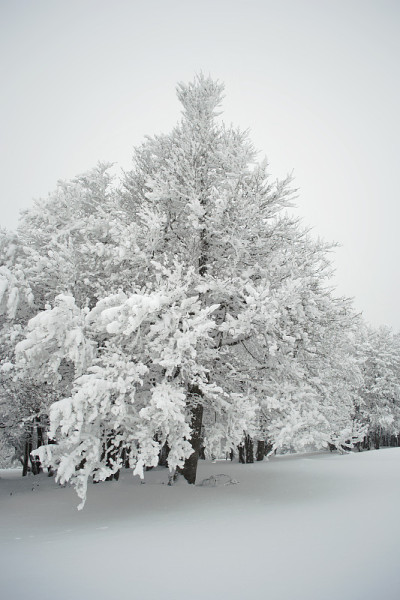 白雪覆盖的树