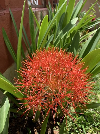 花叫火球