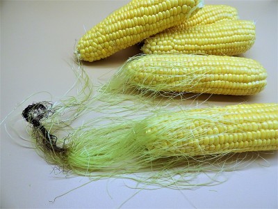 Corn8