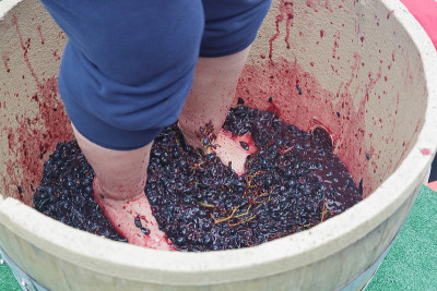 Feet stomping grapes in barrel
