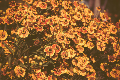 布什的helenium