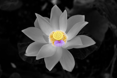 莲须照