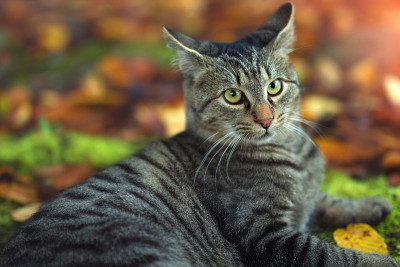 家猫