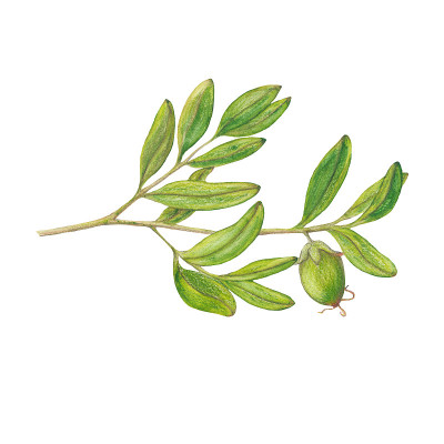 水彩荷荷巴油插图
