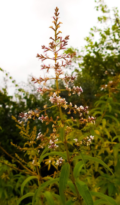 茴香的花