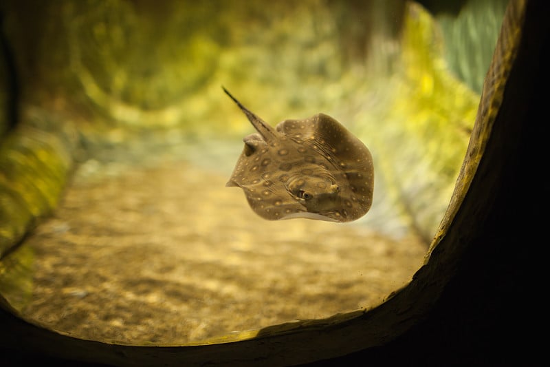 水族馆里的鳐鱼