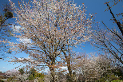 吉野山的樱花
