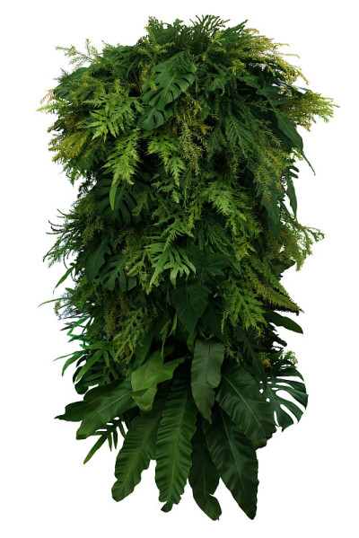 热带叶子叶子植物灌木插花，垂直的绿色墙自然背景孤立在白色背景与修剪路径。