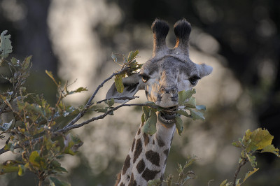 reticulated giraffe
