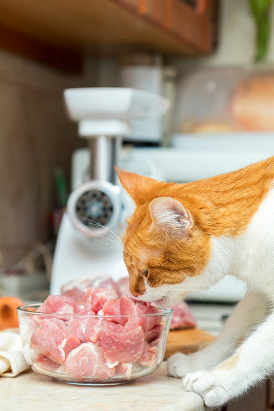 猫从桌子上拿起一块肉