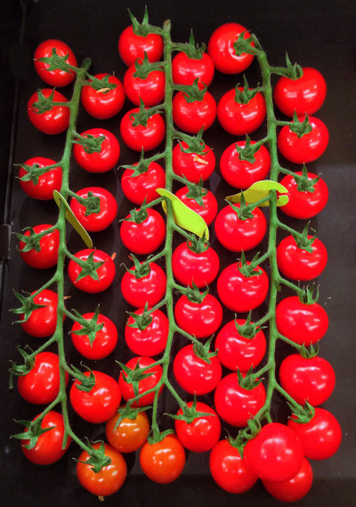 我来到tomatoes