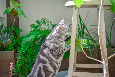 猫在玩捉迷藏