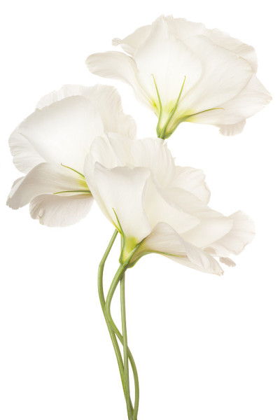 eustoma