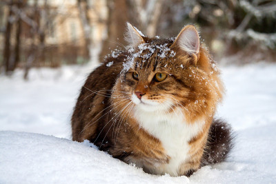 猫在雪地上