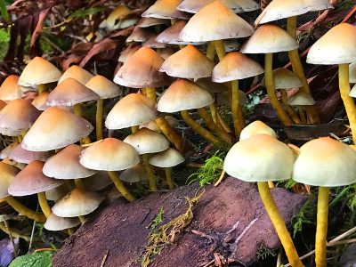 森林蘑菇