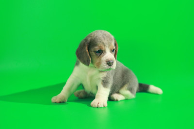 1个月纯种小猎犬幼犬在绿色屏幕上