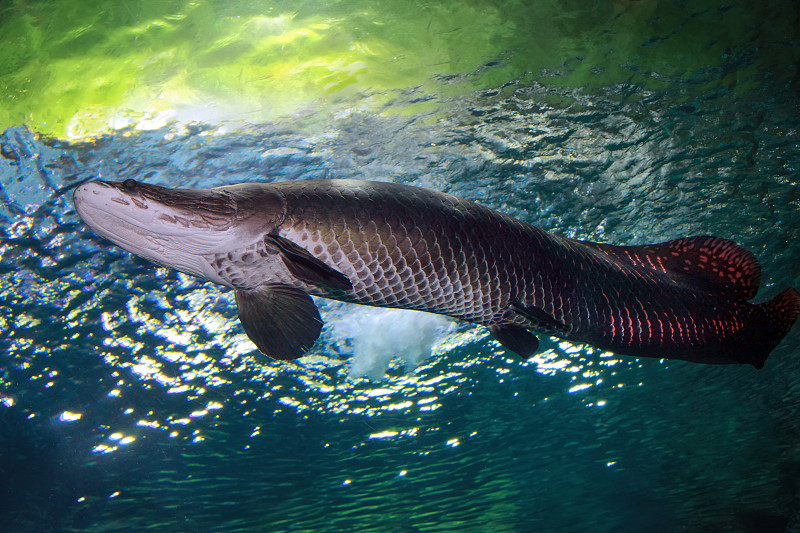 Arapaima (Sudis gigas)，或pir阿鲁cu鱼