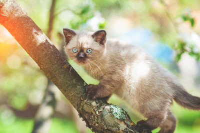 可爱的小猫在繁花盛开的果园的树枝上