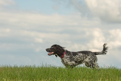 一只年轻骄傲的英国猎犬正站在绿色草地的草地上