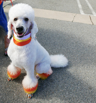 万圣节的贵宾犬