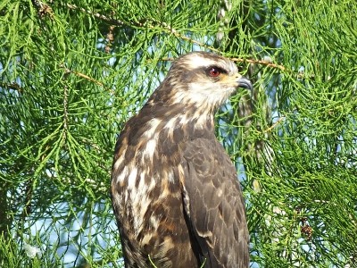 蜗牛风筝(Rostrhamus sociabilis)栖息在佛罗里达的一棵树上