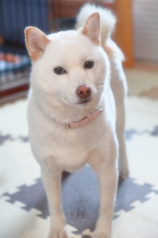 日本日本柴犬