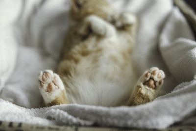 猫的爪子