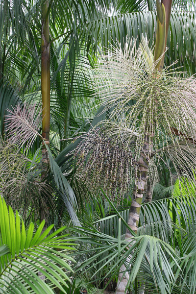巴西莓种植园