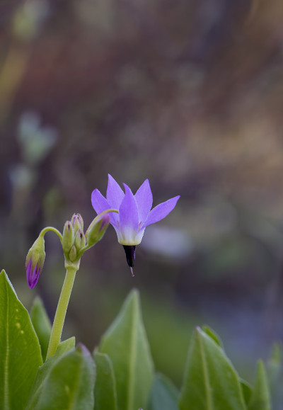 紫色杰弗里的流星花