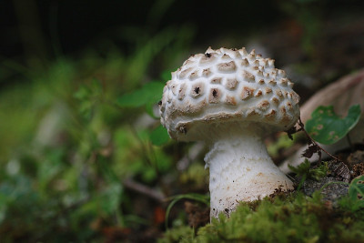 onitake