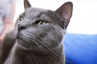 一只美丽的灰猫的肖像