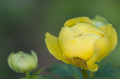 欧洲球花