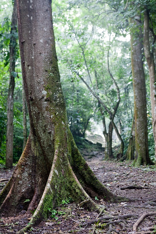 亚克斯奇兰的雨林小径是位于墨西哥恰帕斯州乌苏马辛塔河岸边的一座玛雅古城。