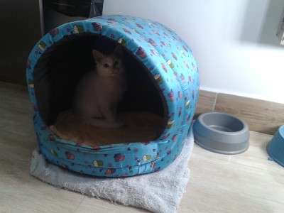 土耳其安哥拉猫
