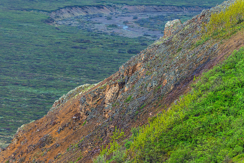 野大白羊羊德纳里峰