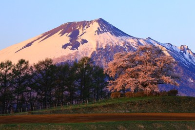 岩手县蓝天和樱花
