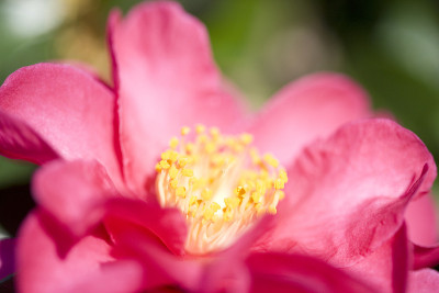 山茶花