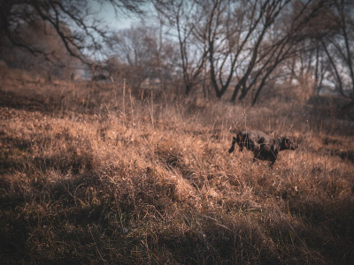 杜宾犬