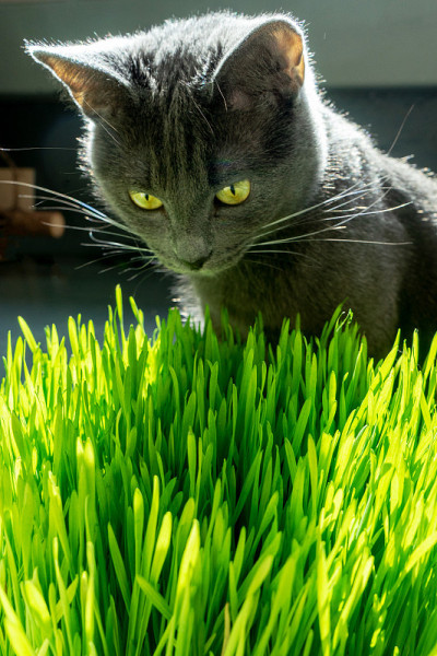 俄罗斯蓝猫吃草。