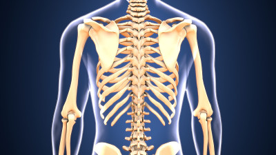 人体骨骼解剖的3d插图
