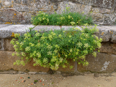 石菖蒲或海茴香花