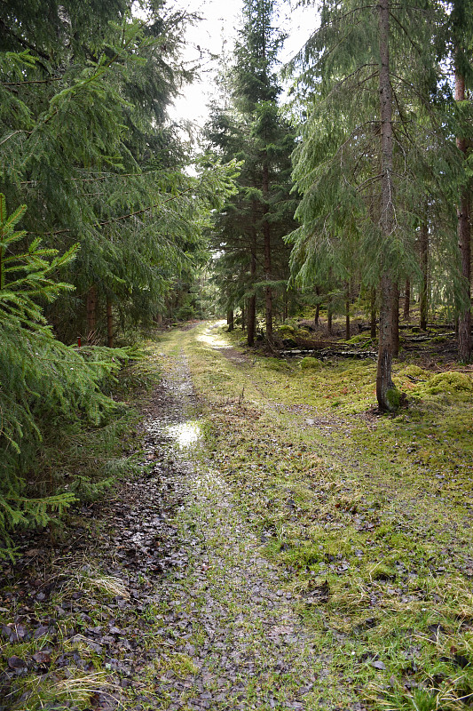 长满青苔的森林道路