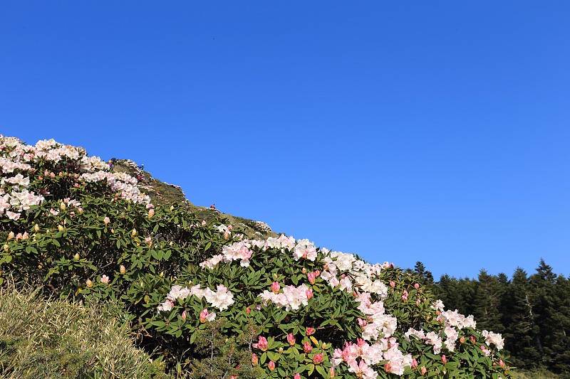 杜鹃花,华山